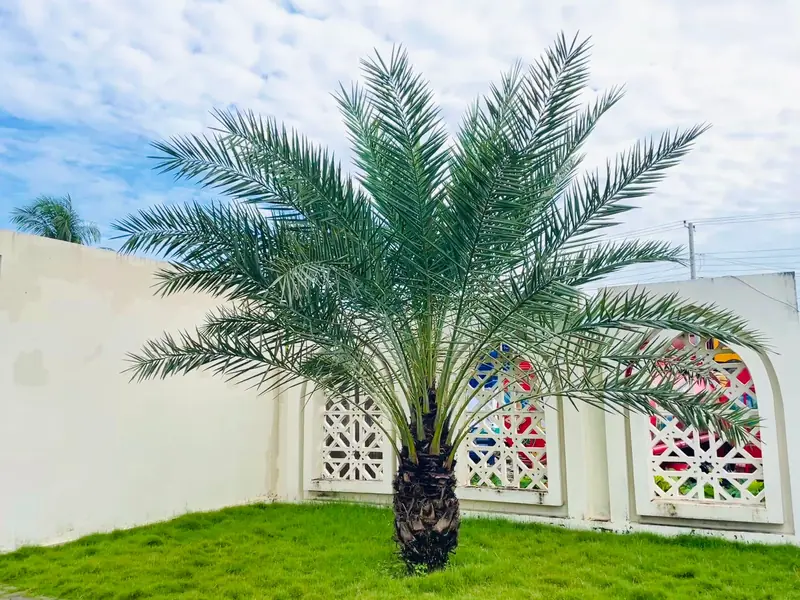 نخلة مزروعة في عشب أخضر بجانب سور حديقة أبيض